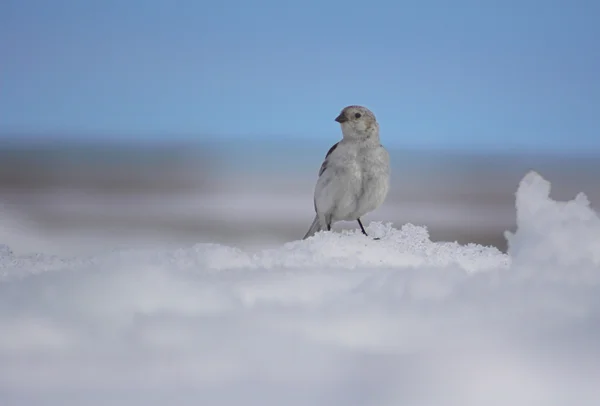 작은 북극 새 — 스톡 사진