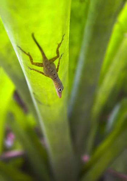 Gecko pequeno — Fotografia de Stock