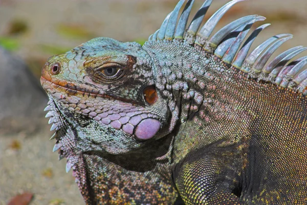 Porträtt av iguana — Stockfoto