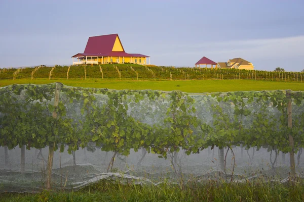 Winery at sunset — Stock Photo, Image