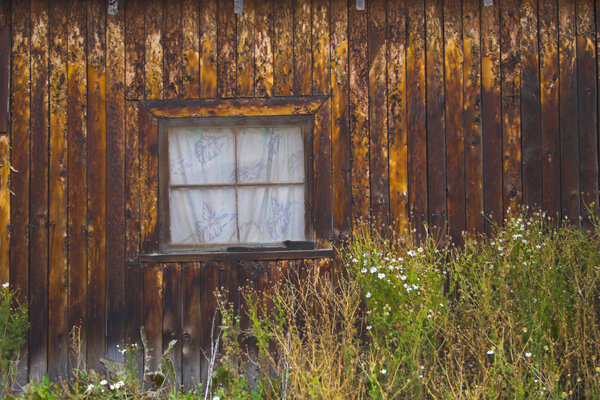 Rustic rural wooden wall with window and blooming grasses