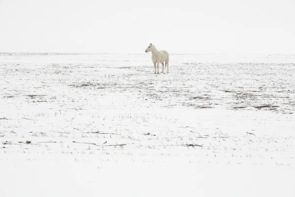 Άλογο το χειμώνα — Φωτογραφία Αρχείου