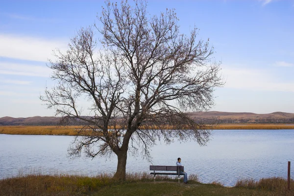 Prairie ağaçlar — Stok fotoğraf