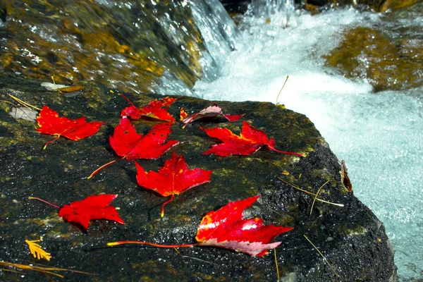 秋の紅葉の色 — ストック写真