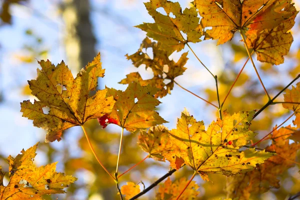 Herbst Laubfärbung — Stockfoto