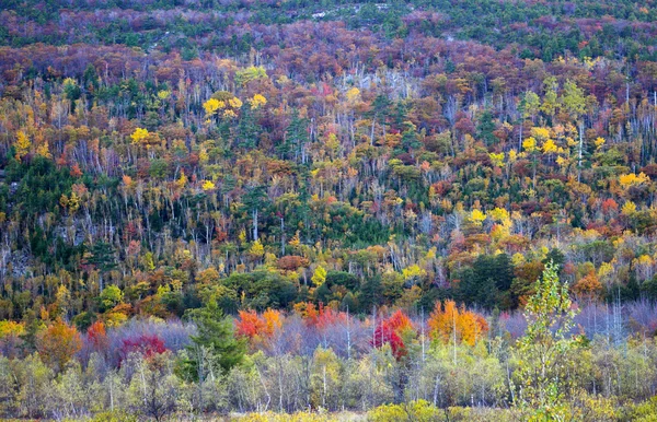 秋の紅葉の色 — ストック写真