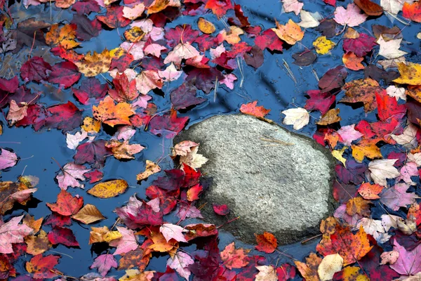 Кольору осені листя — стокове фото