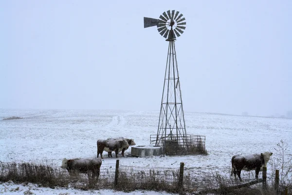 Nieve cayendo en la granja — Foto de Stock