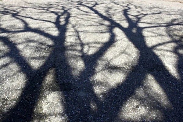 Sombra de árbol en el pavimento —  Fotos de Stock
