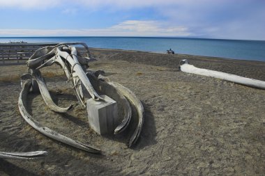 Whale bones clipart