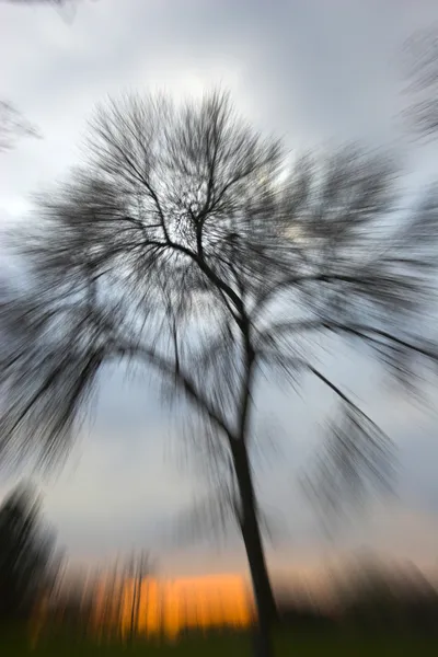 Μεγεθύνεται δέντρο — Φωτογραφία Αρχείου