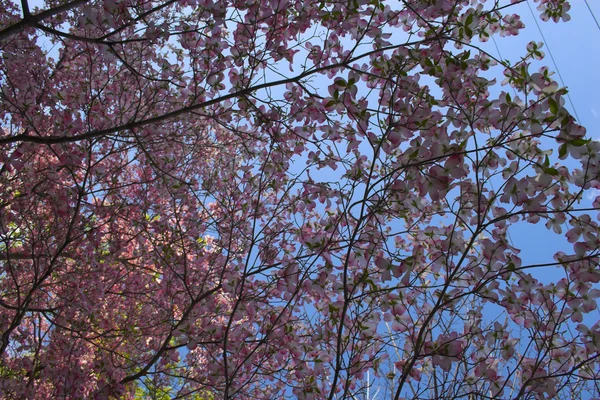 Árboles en flor — Foto de Stock