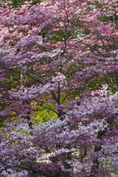 Stromy v květu — Stock fotografie