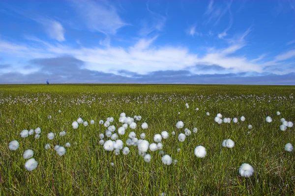 北極の花 — ストック写真
