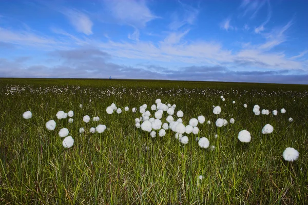 Арктические цветы — стоковое фото