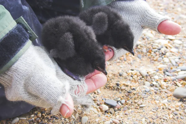 北極の赤ちゃん鳥研究 — ストック写真