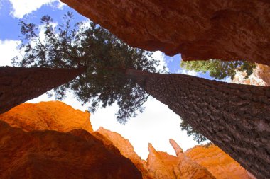 Cedars kırmızı Dağları