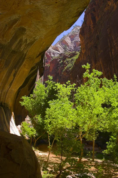 Arbres à l'intérieur des canyons — Photo
