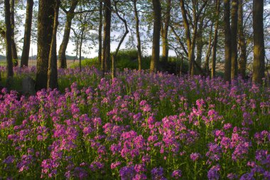 Pink wild flowers and forest clipart