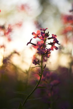 Macro pink wild flowers clipart