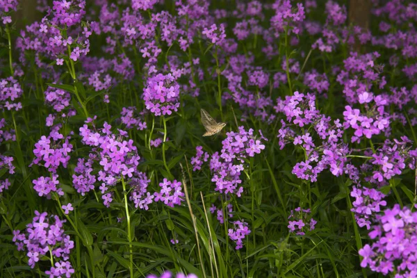 Pembe kır çiçekleri ve orman — Stok fotoğraf