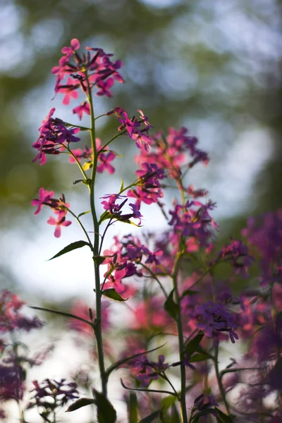 マクロ ピンクの野生の花 — ストック写真
