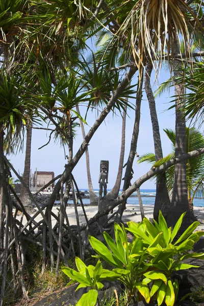 Gaj palmowy — Zdjęcie stockowe