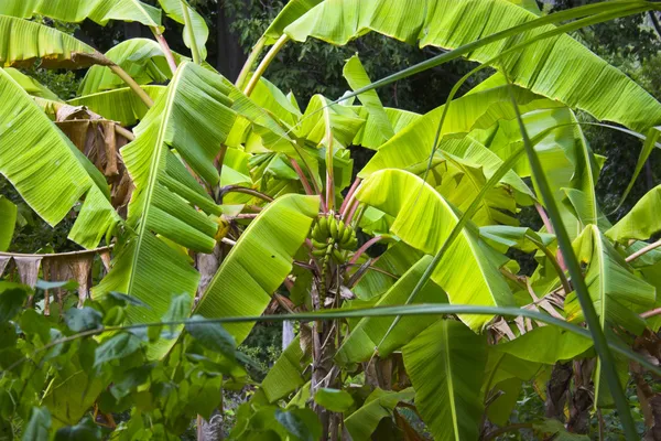Dziki banan — Zdjęcie stockowe
