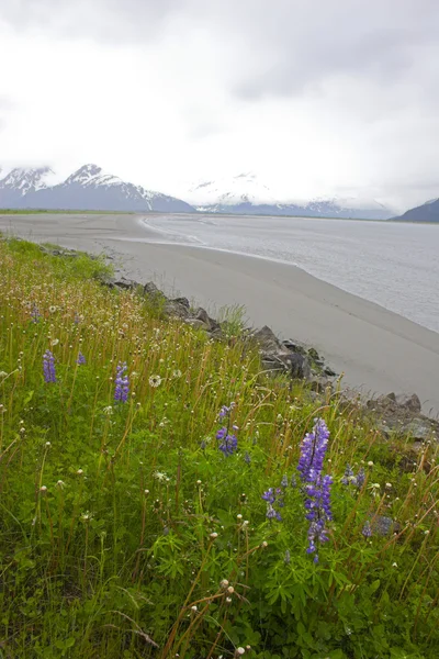 Alaska sulak — Stok fotoğraf