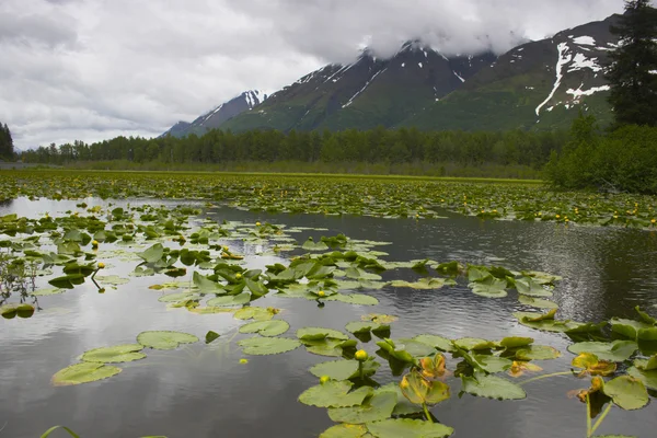 Аляска водно-болотних угідь — стокове фото