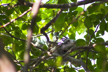 Iguana