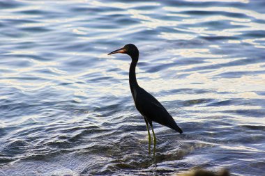 Heron balıkçılık