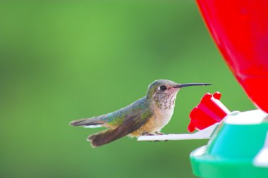 Humming birds clipart