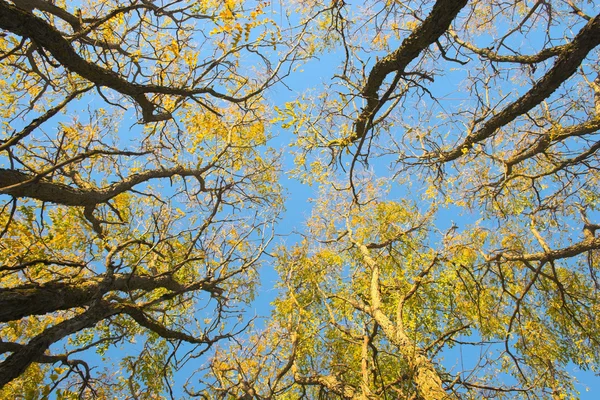 Sonbahar fragman — Stok fotoğraf