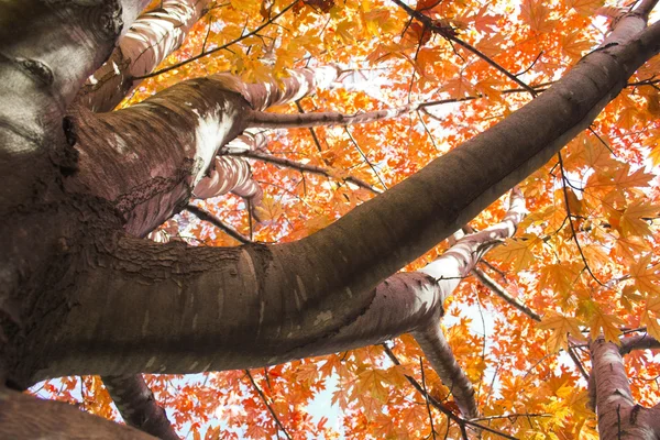 Frammento di autunno — Foto Stock