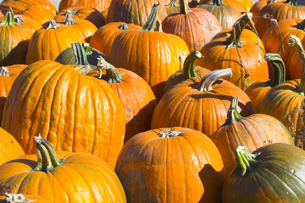 stock image Helloween pumpkin