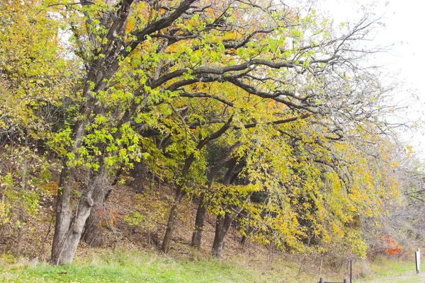 Sonbahar fragman — Stok fotoğraf