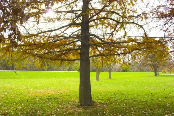 Fragment av hösten — Stockfoto