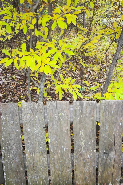 Фрагмент осінь — стокове фото