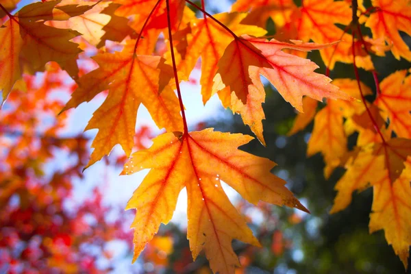 가을의 배경 스톡 사진