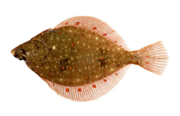 Plaice Fish Isolated — Stock Photo, Image