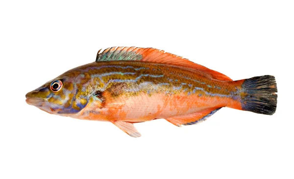 Cuckoo Wrasse Fish — Stock Photo, Image