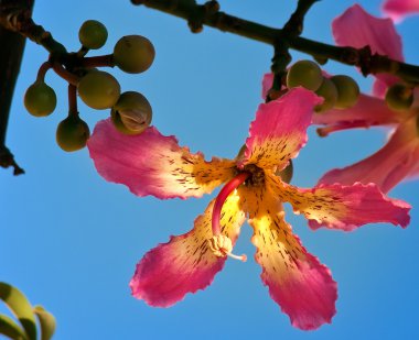 chorisia speciosa, düşük ve meyveler.