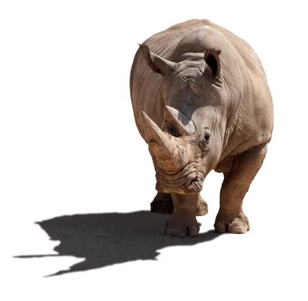 Rhinoceros, isolation. — Stock Photo, Image