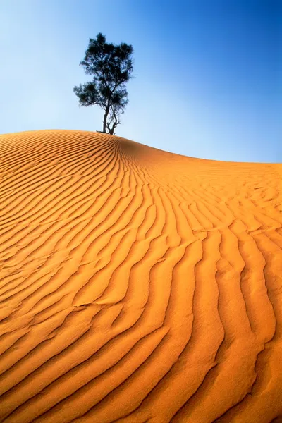 Magányos fa homokos sivatagban. — Stock Fotó