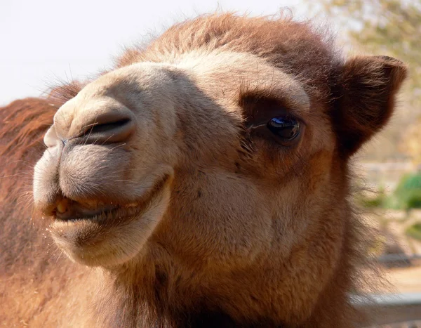Camel, Israel. — Stock Photo, Image