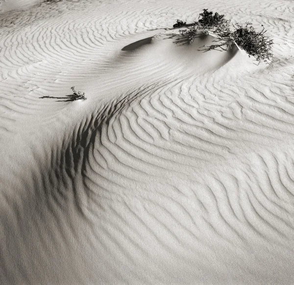 Duny v poušti negev. Izrael. Royalty Free Stock Obrázky