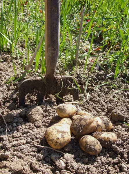 stock image Digging Potatoes