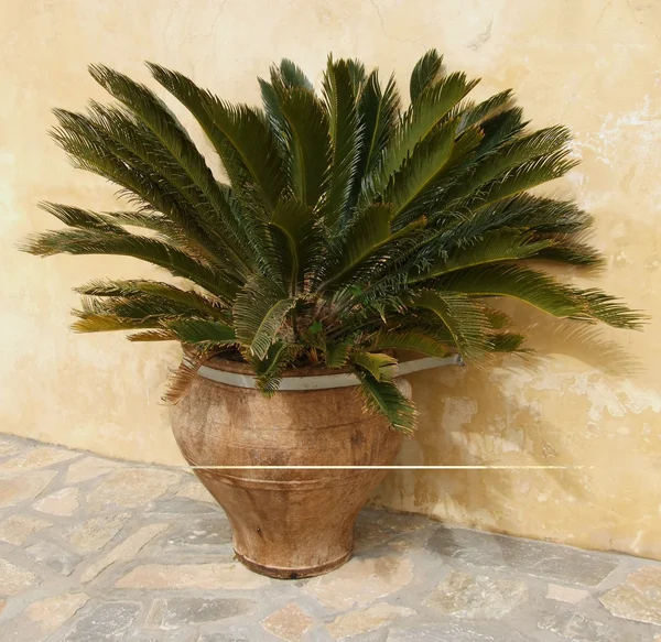 Palm Tree Pot Stock Obrázky