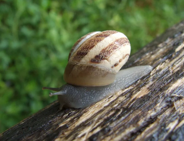 stock image Snail